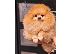 PoulaTo: Τέλειο θηλυκό Pomeranian